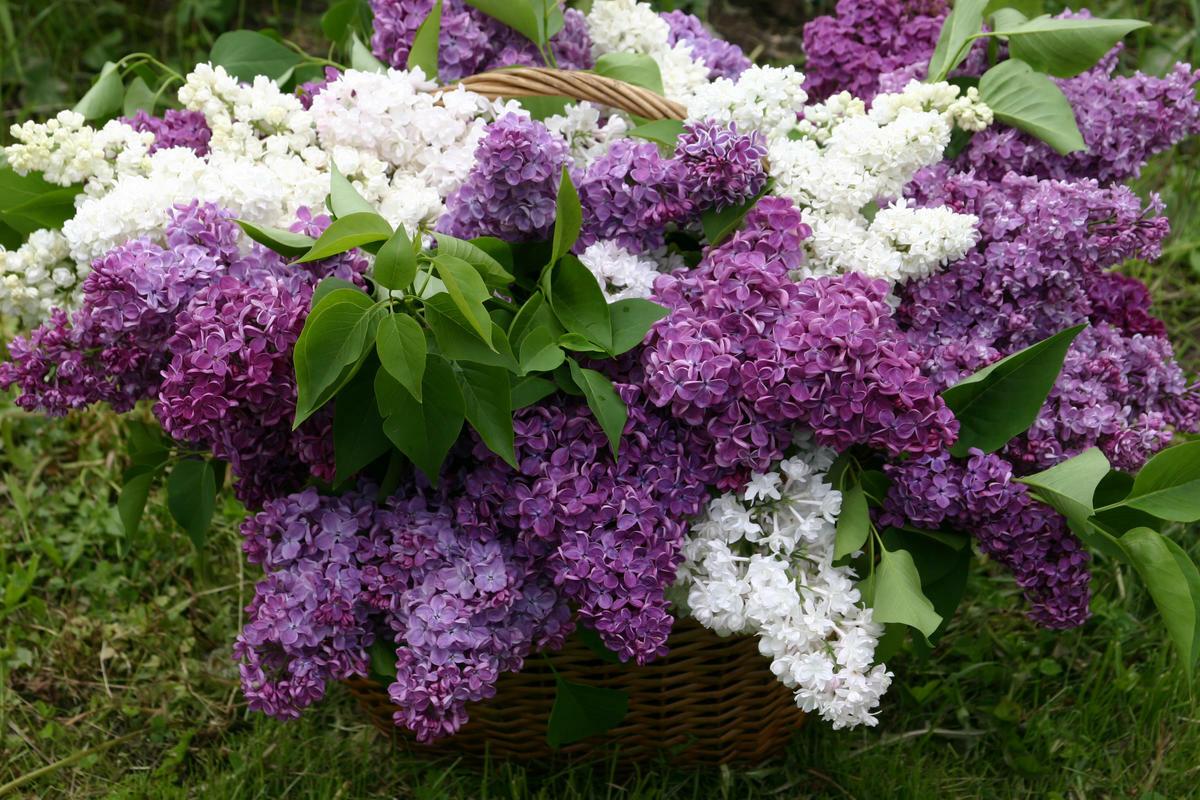 Два привета