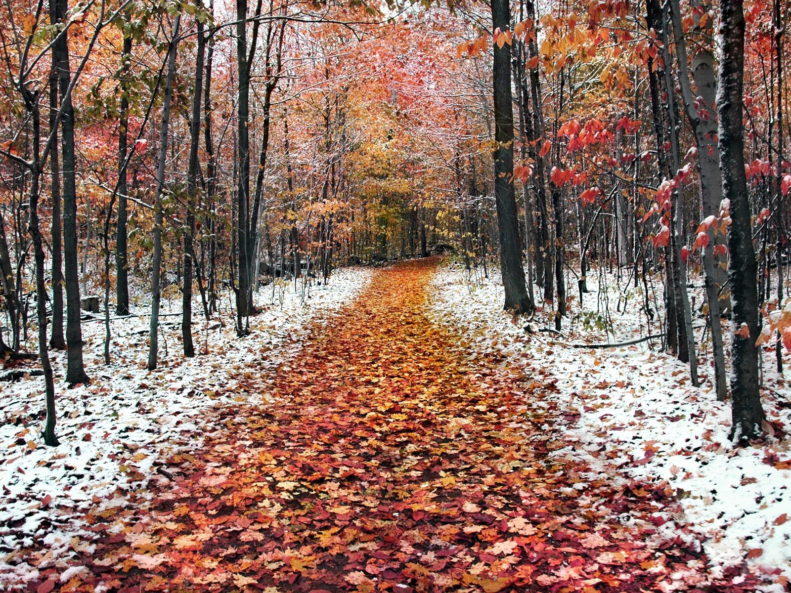 В ноябрьском лесу