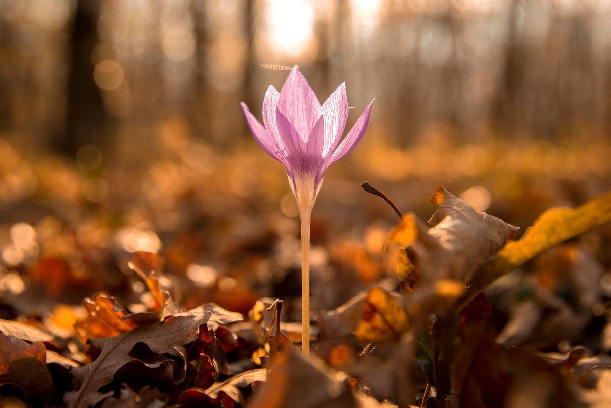 Под облетающими деревьями
