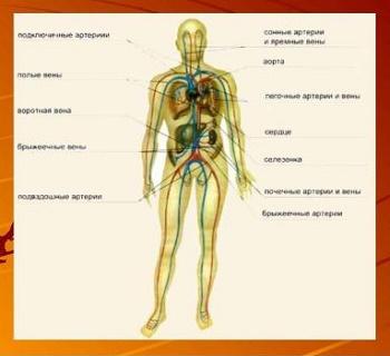 Кровеносная система