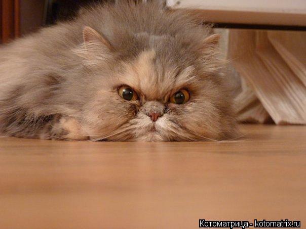 Совсем совесть потеряли, изверги...