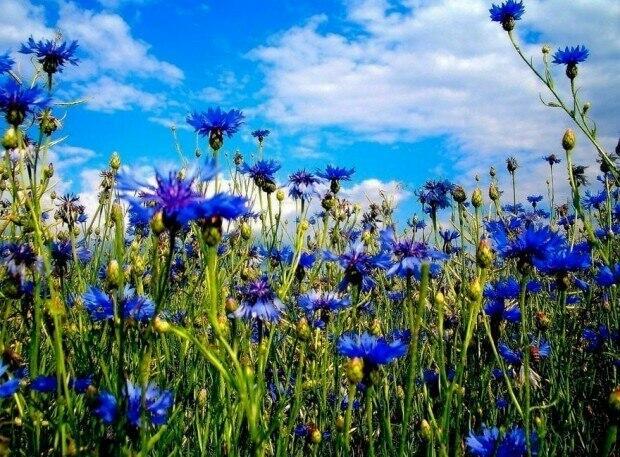 Люблю тебя лето