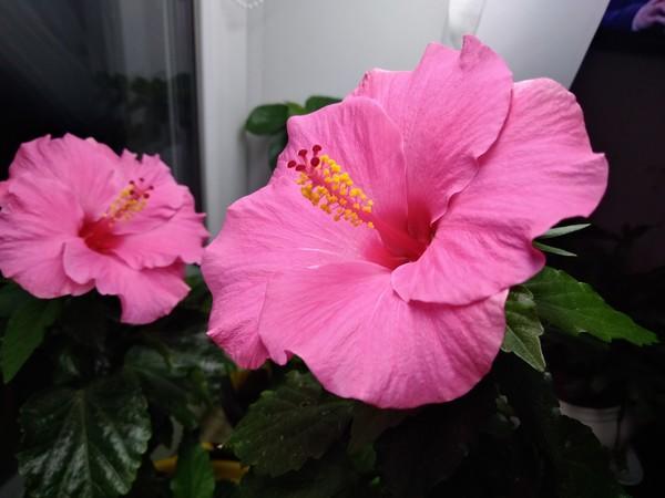 ВСТРЕЧА В ГОРАХ