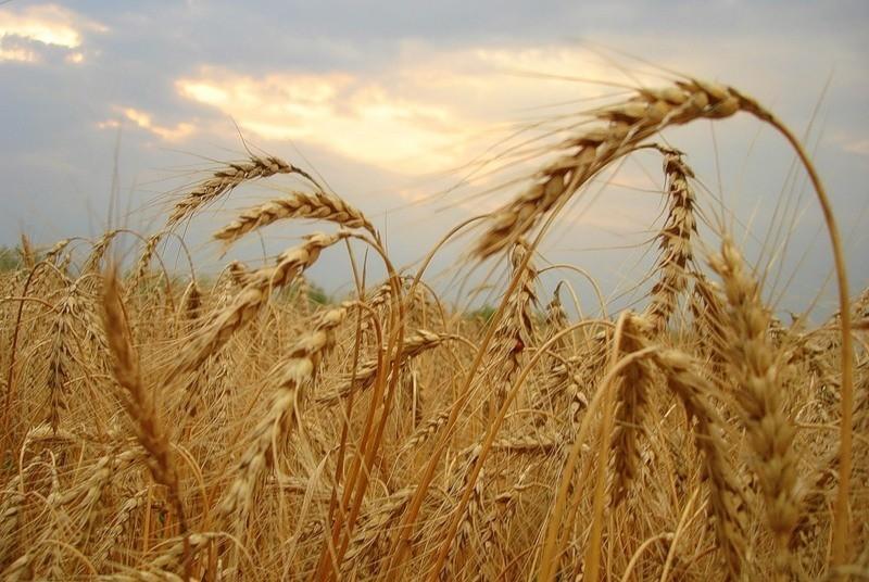 МЫ Б ХОТЕЛИ ВСЁ ! (валик)