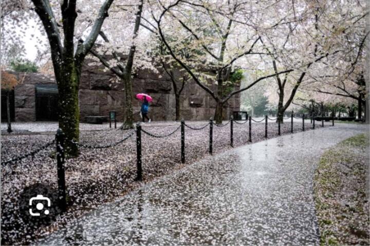 Весна в дожде