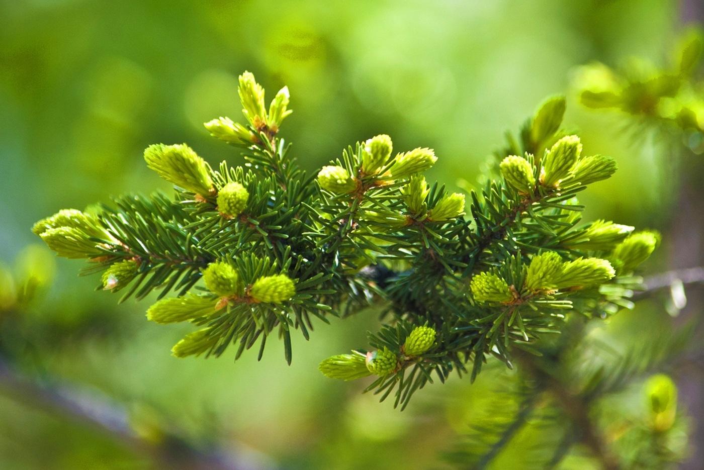 Обновление природы