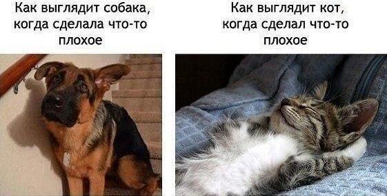 Чтоб собака не скучала...