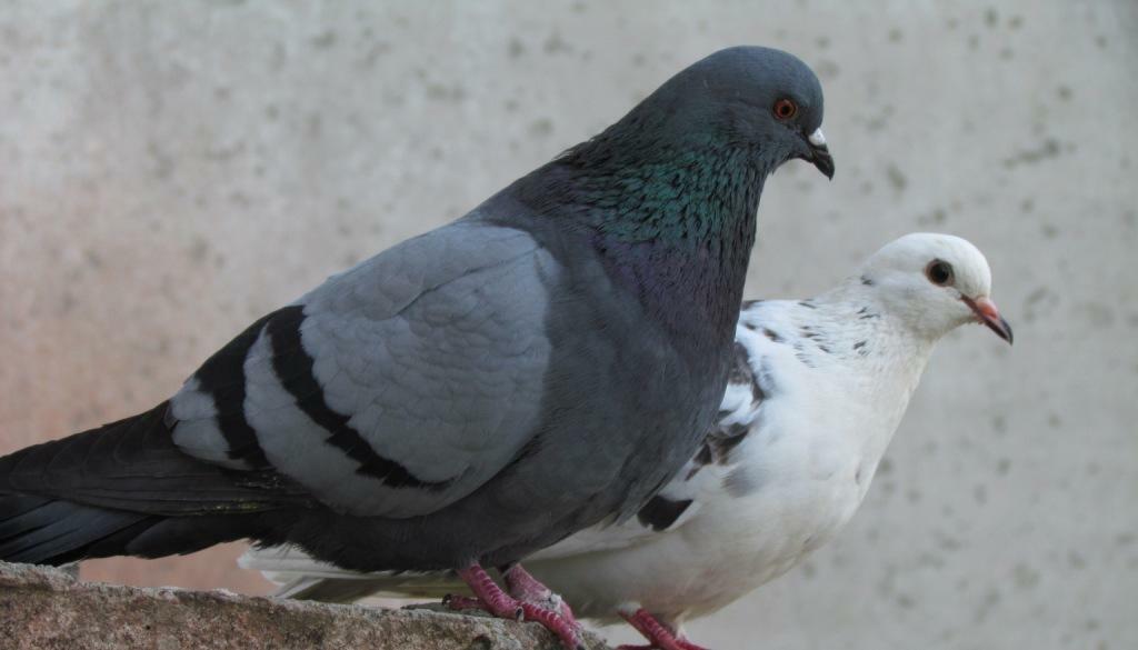 ВОРКУЮТ ГОЛУБИ НА КРЫШЕ...