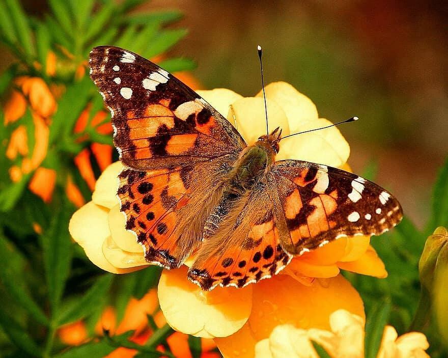 Из рассказа бабочки (Под впечатлением от стиха Людмилы Степановны Небесной)