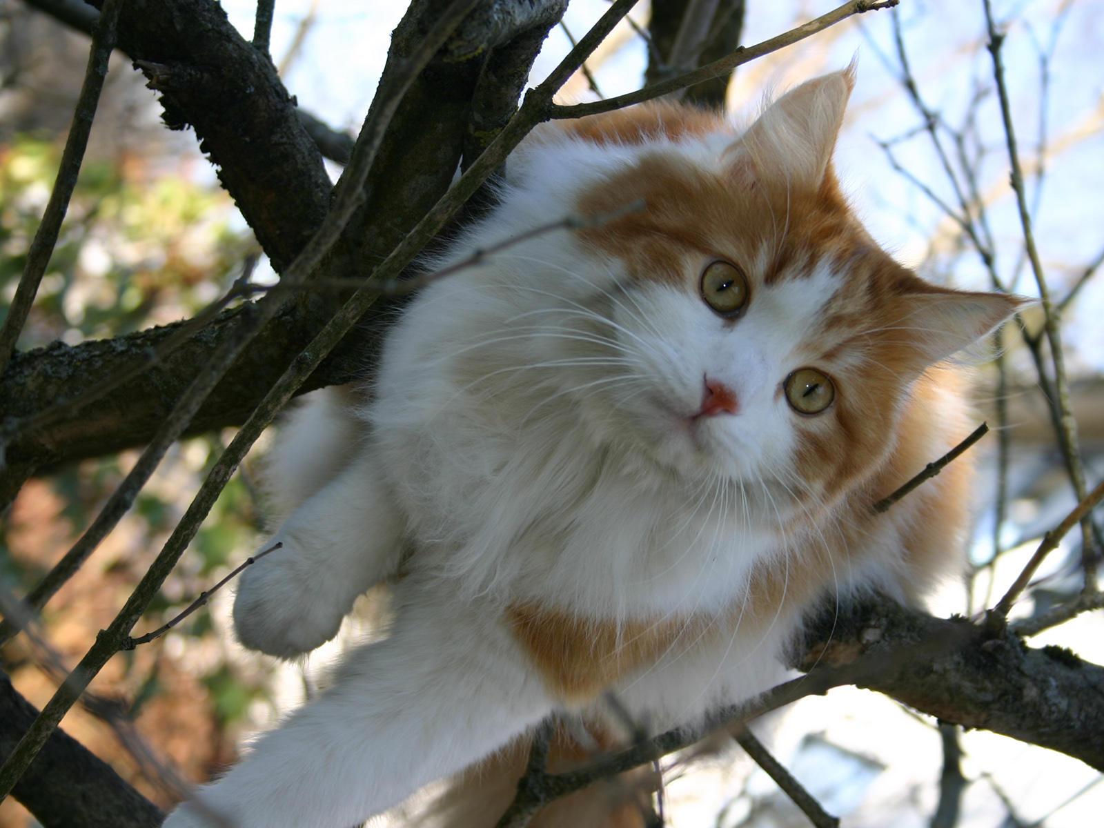 Прозрачной дымкою восхода...