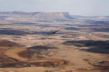 Кружу орлом над бранным полем