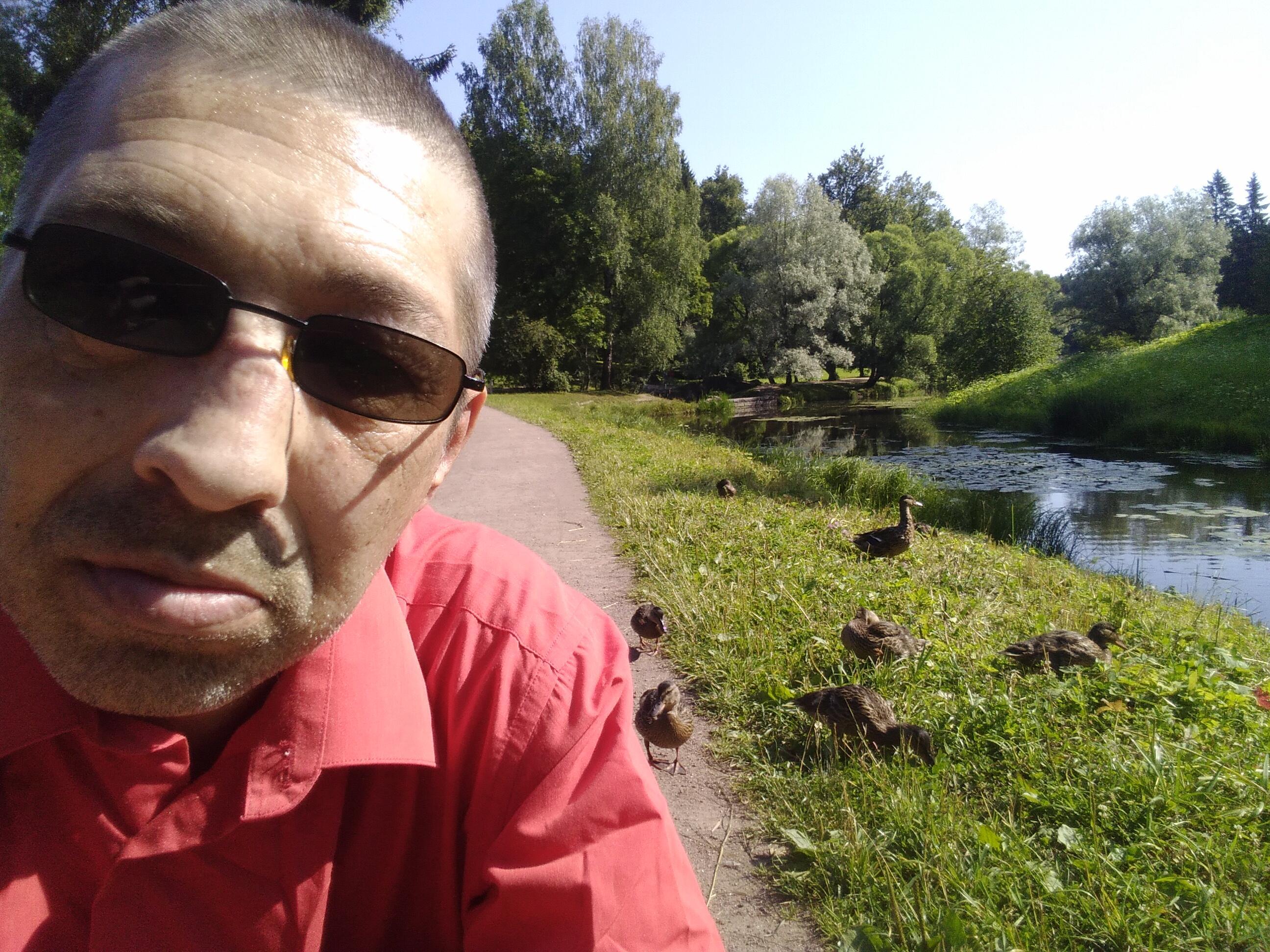 Утки на прогулке 