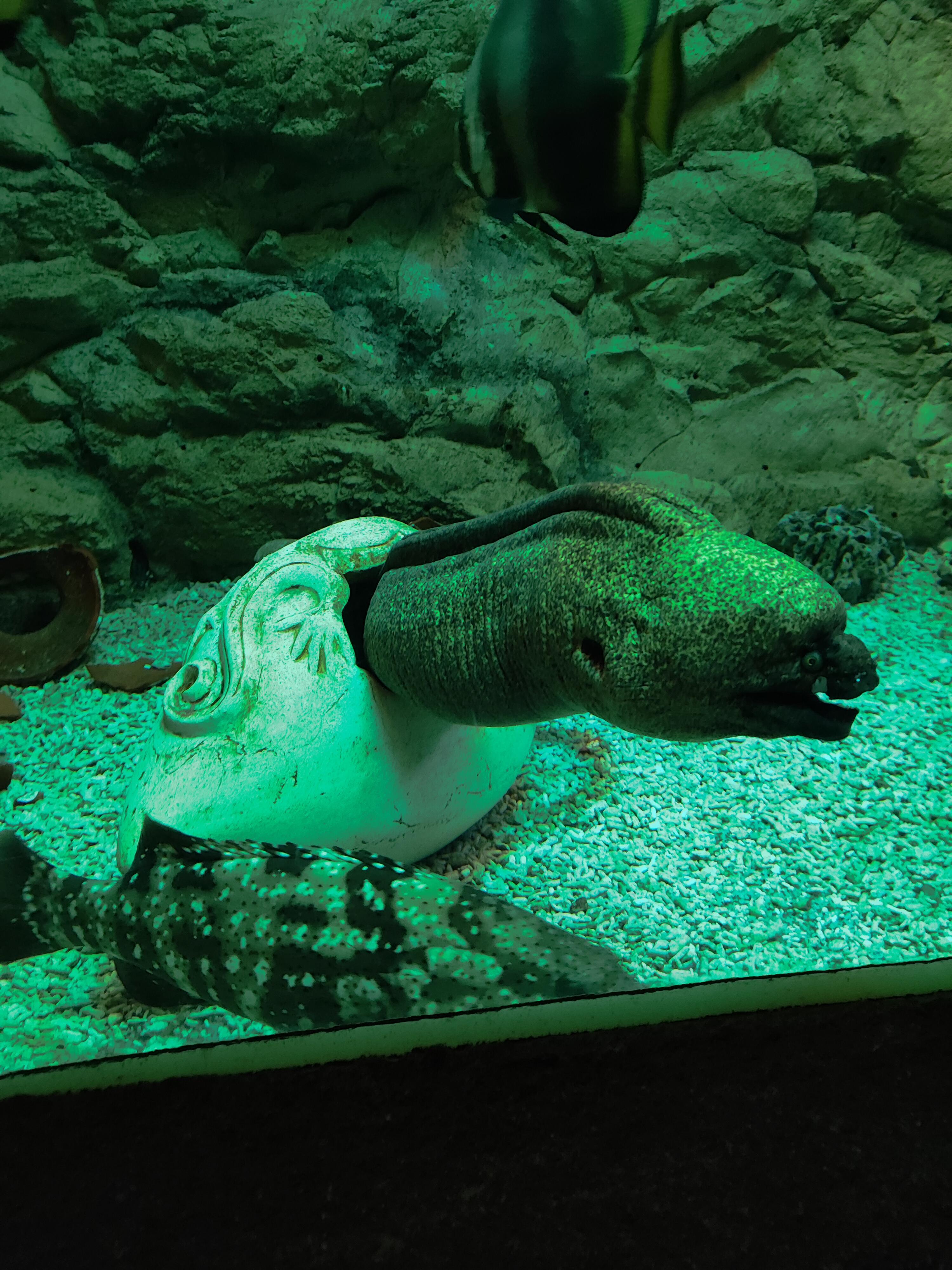 Красавица ужасная Мурена