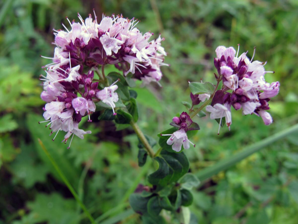 Снимаю городское я заклятье