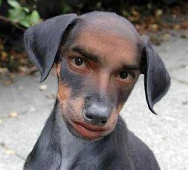 Собачья жизнь в стране собачьей