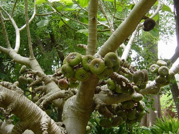 Дерево-динамит /Хура/
