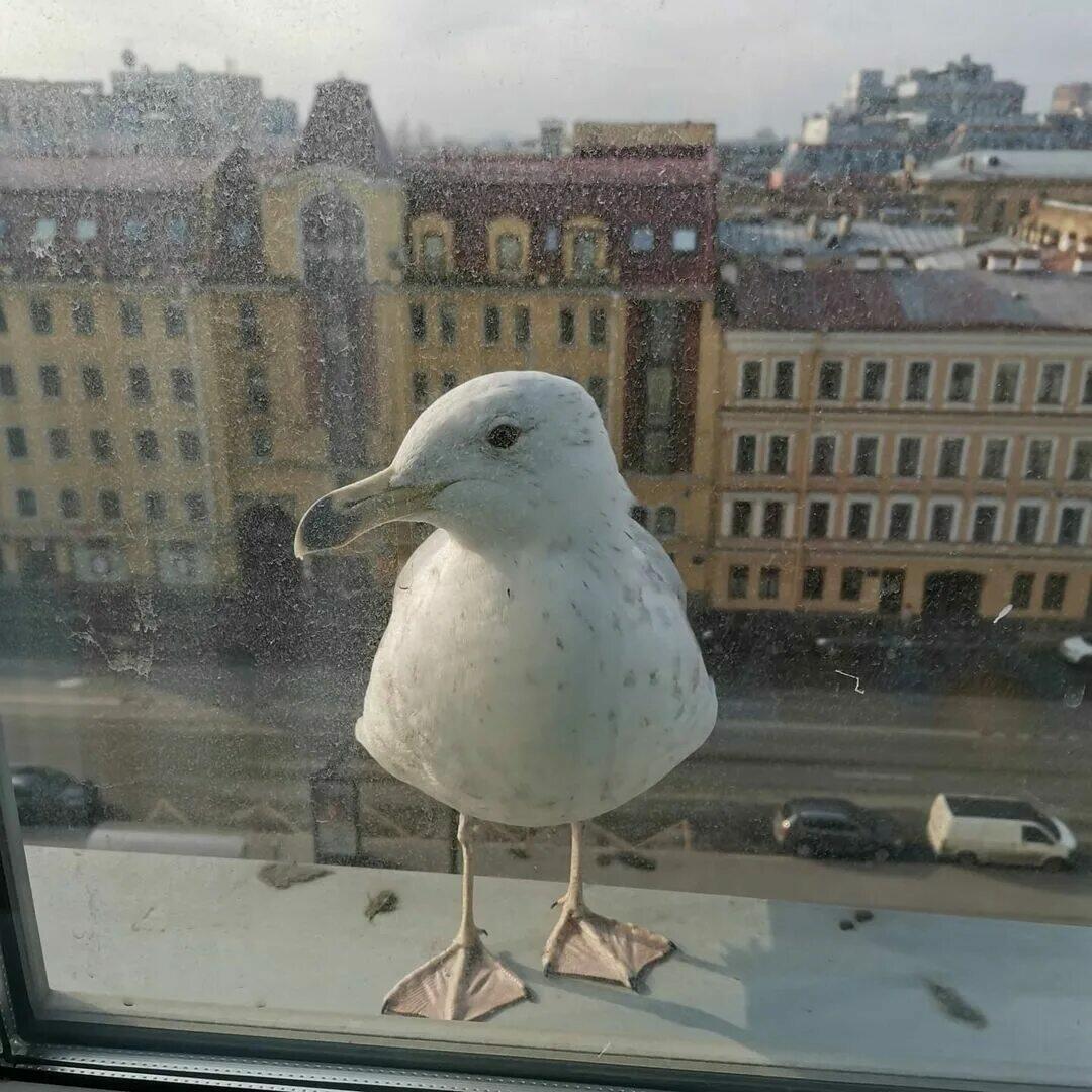 "Что за дивные дела?" (23.03.2026)