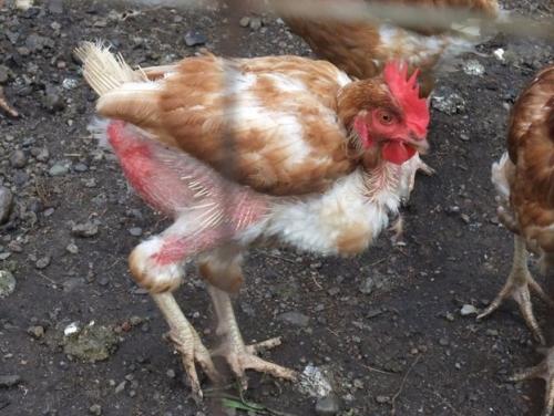 Ваяющий стихи сперматозоид...