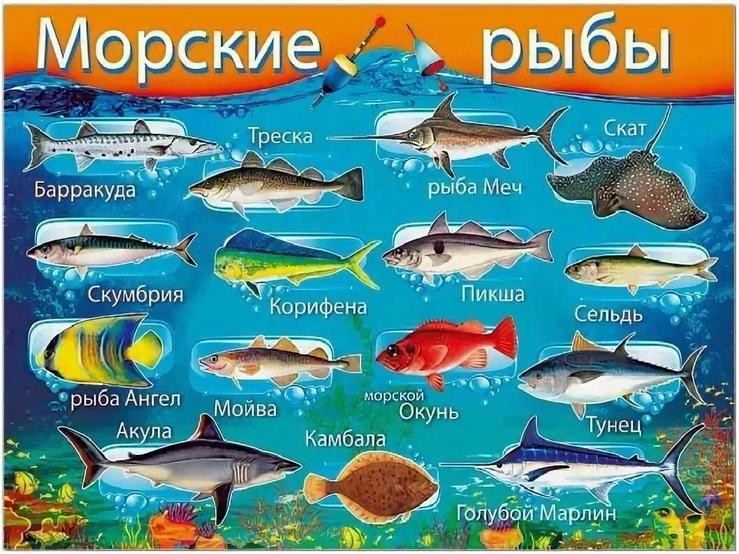 Морские рыбы