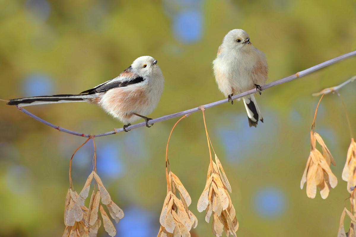ВЕСЕННЕЕ  УХАЖИВАНИЕ...    фото