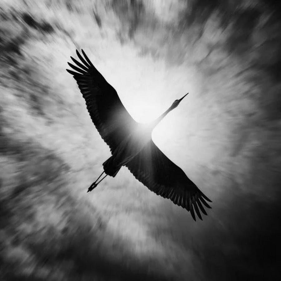 Журавли. 15.02.2024