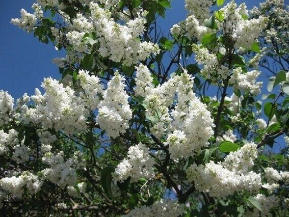 КАЛИНА! (песня)