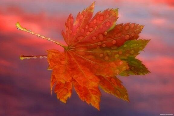 Но солнца – ласковы рассветы...