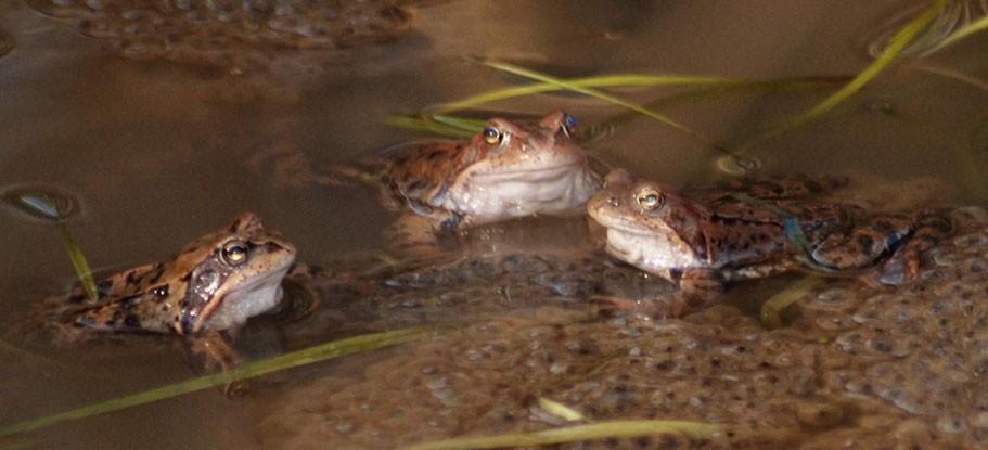 Лягушечий концерт