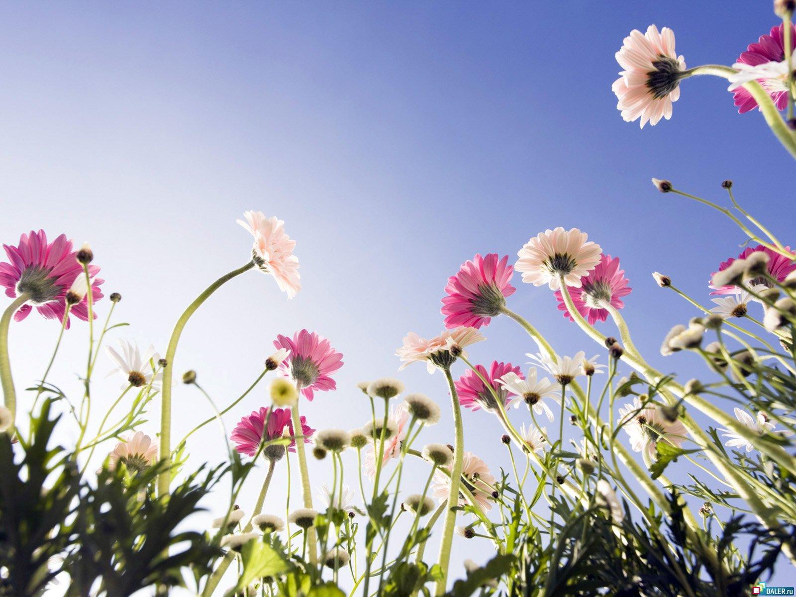 Надменность сердца – признак дураков