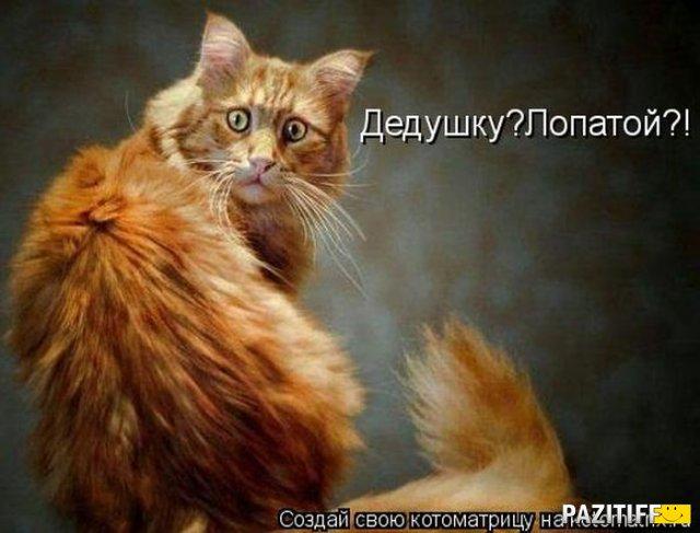 НАПУГАЛИ РЫЖЕГО