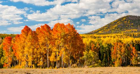 Зачарованный осенью лес