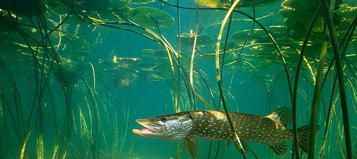 ЦВЕТ ШИПОВНИКА И ЩУКЕ ПО ДУШЕ