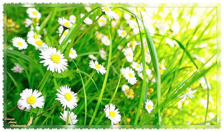 Ромашковые поляны