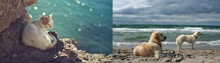 Про море, кошку и собак