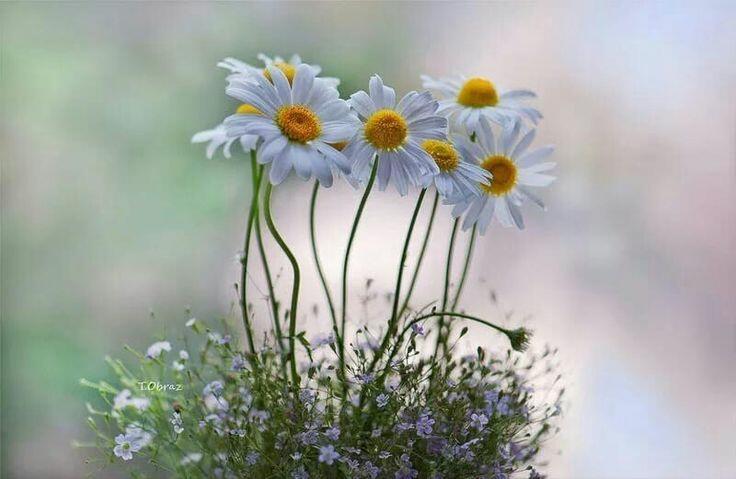 В каждом цветочке - есть солнце