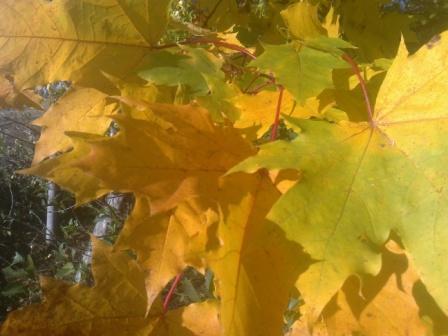 Нота для листа