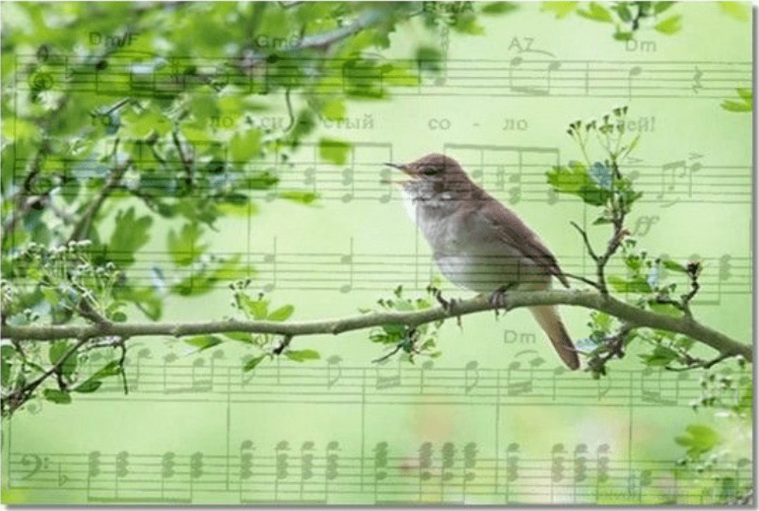 Мой любимый соловей