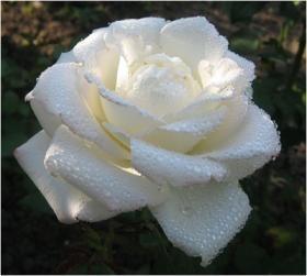 Пленяет запах терпких лепестков