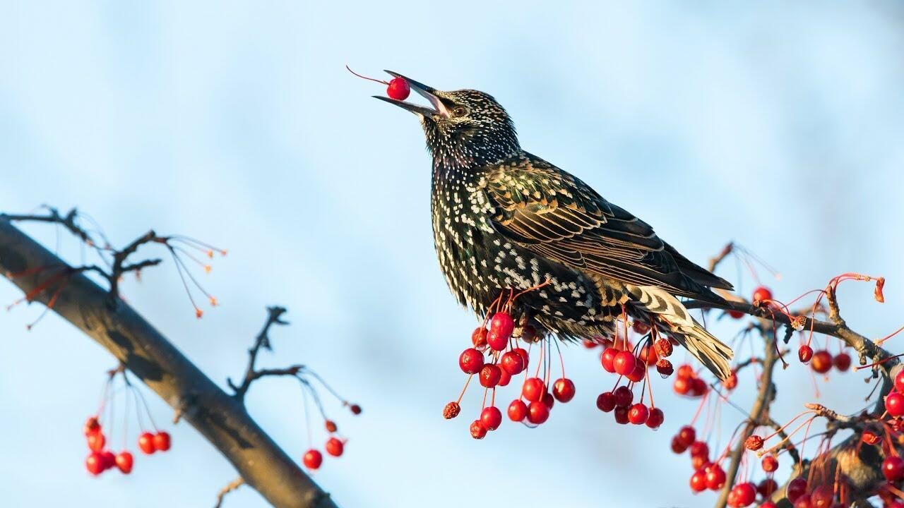 НОВОМУ  ДНЮ!   (  экспромт )