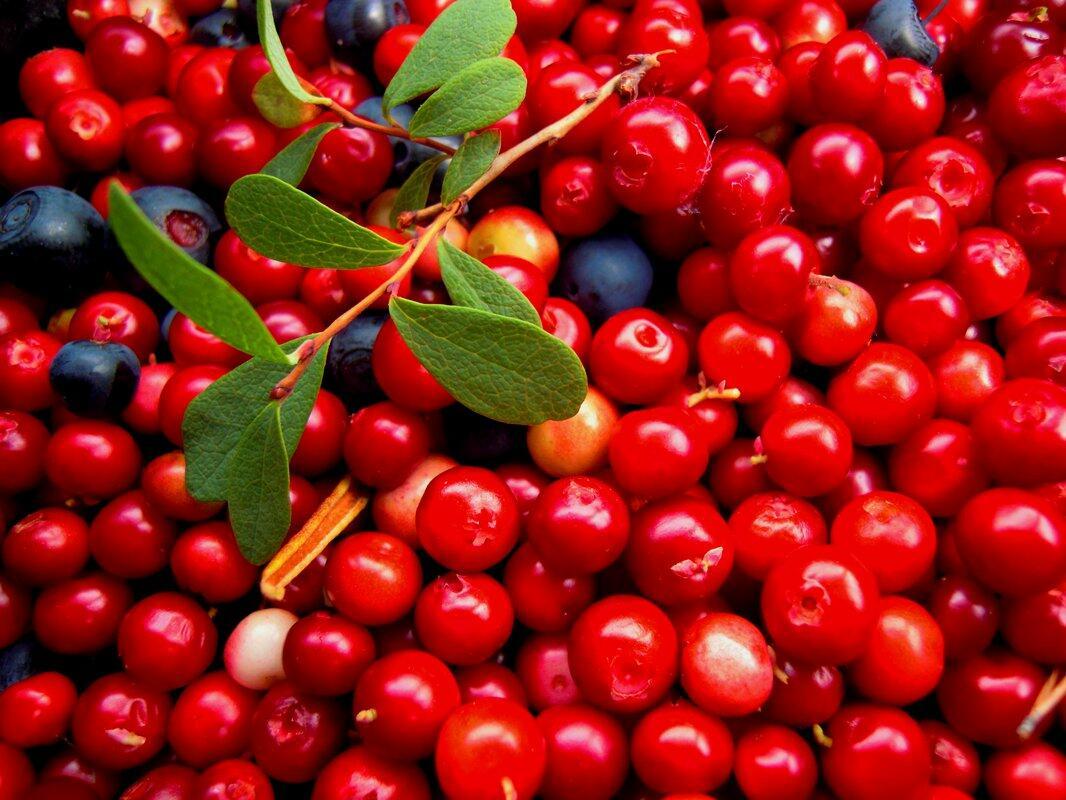 5 сентября - Луп Брусничник