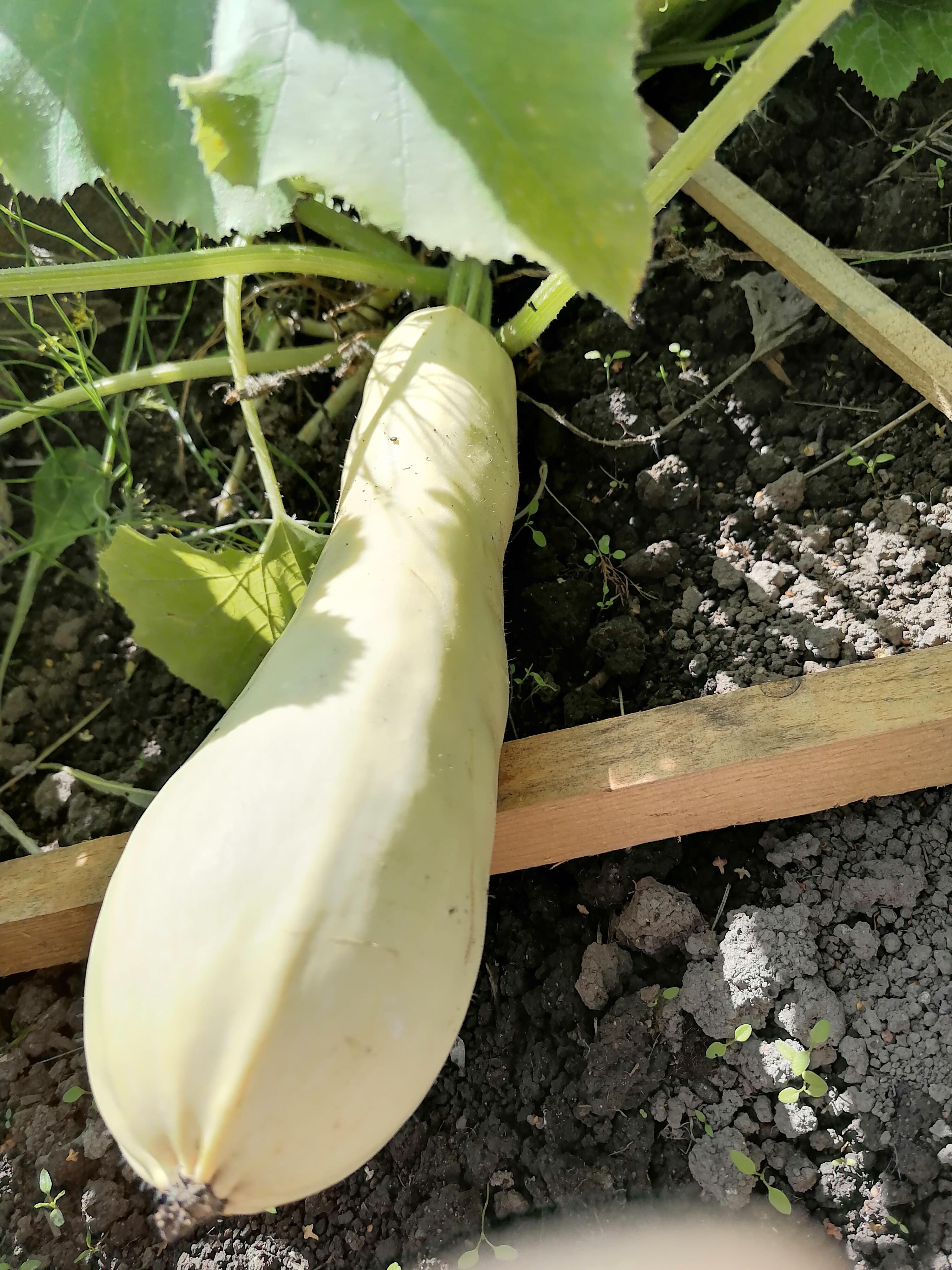 Кабачок (мини стих) 