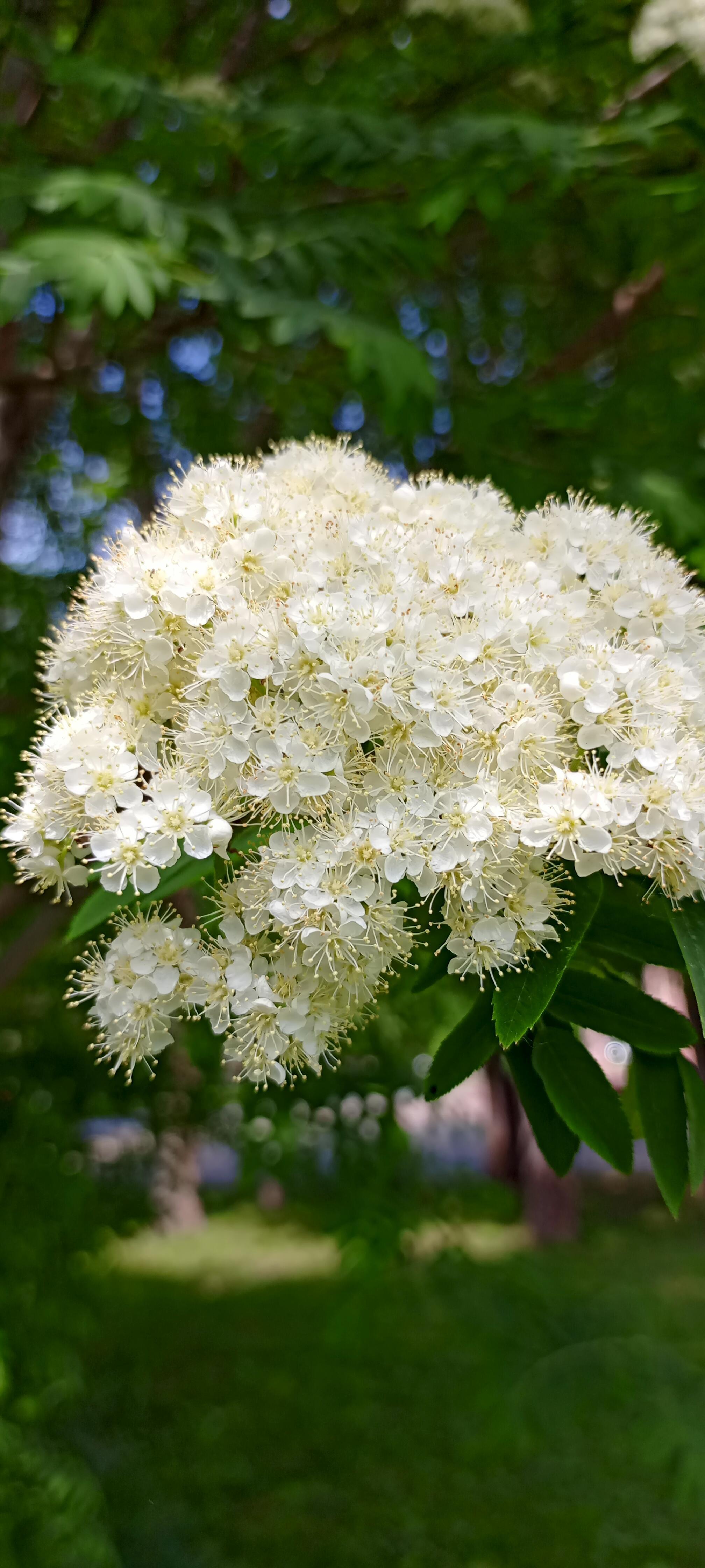 Кружева жизни.