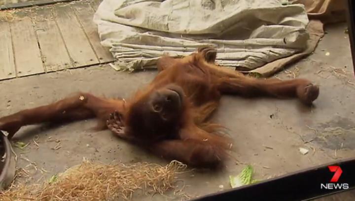 Королева брейк-данса из Мельбурна