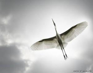 Птичья стая