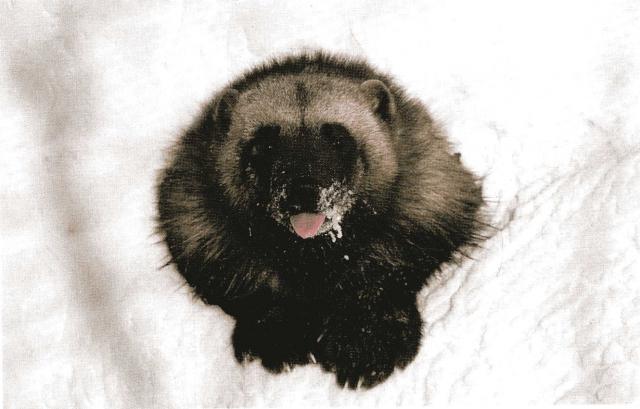 Волшебный странник