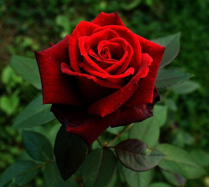 Алая роза любви