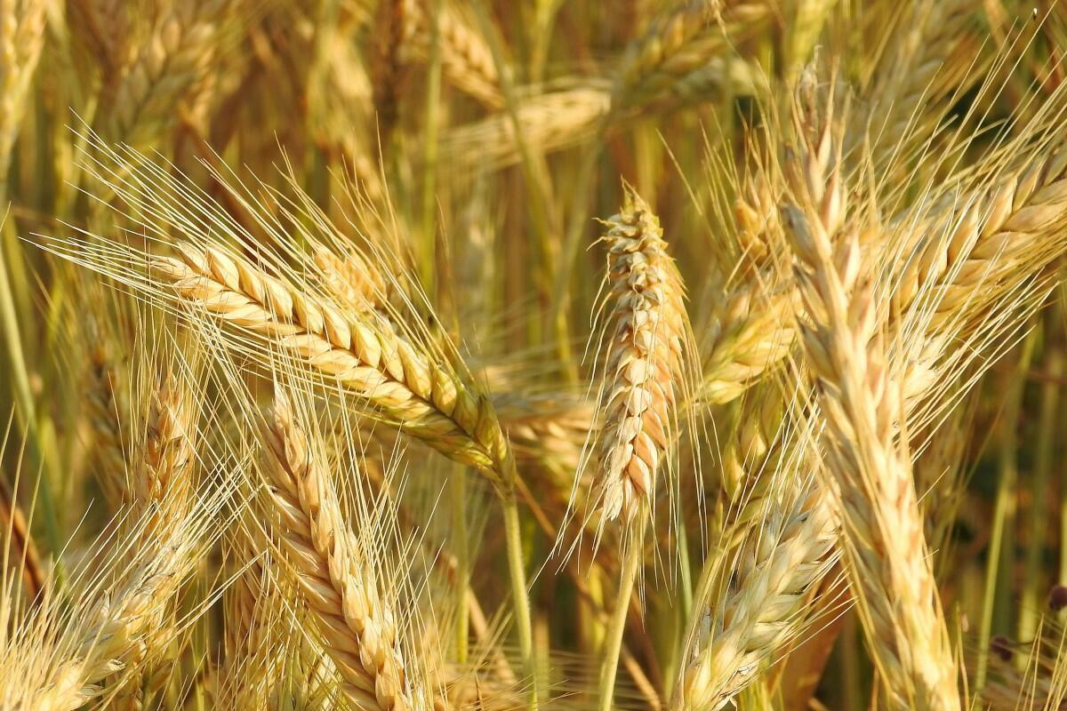 Пшеница едва... (Хокку)...