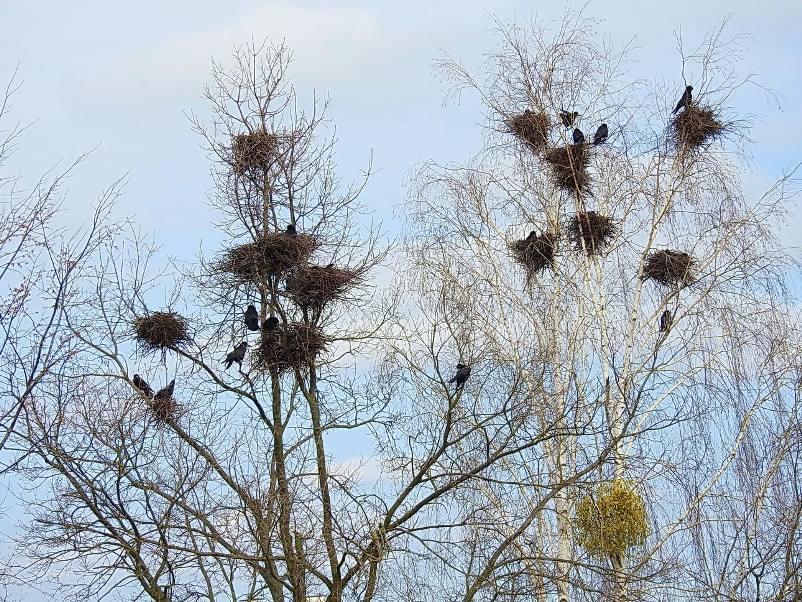 Над домом вороньё на тополях обжило гнёзда…