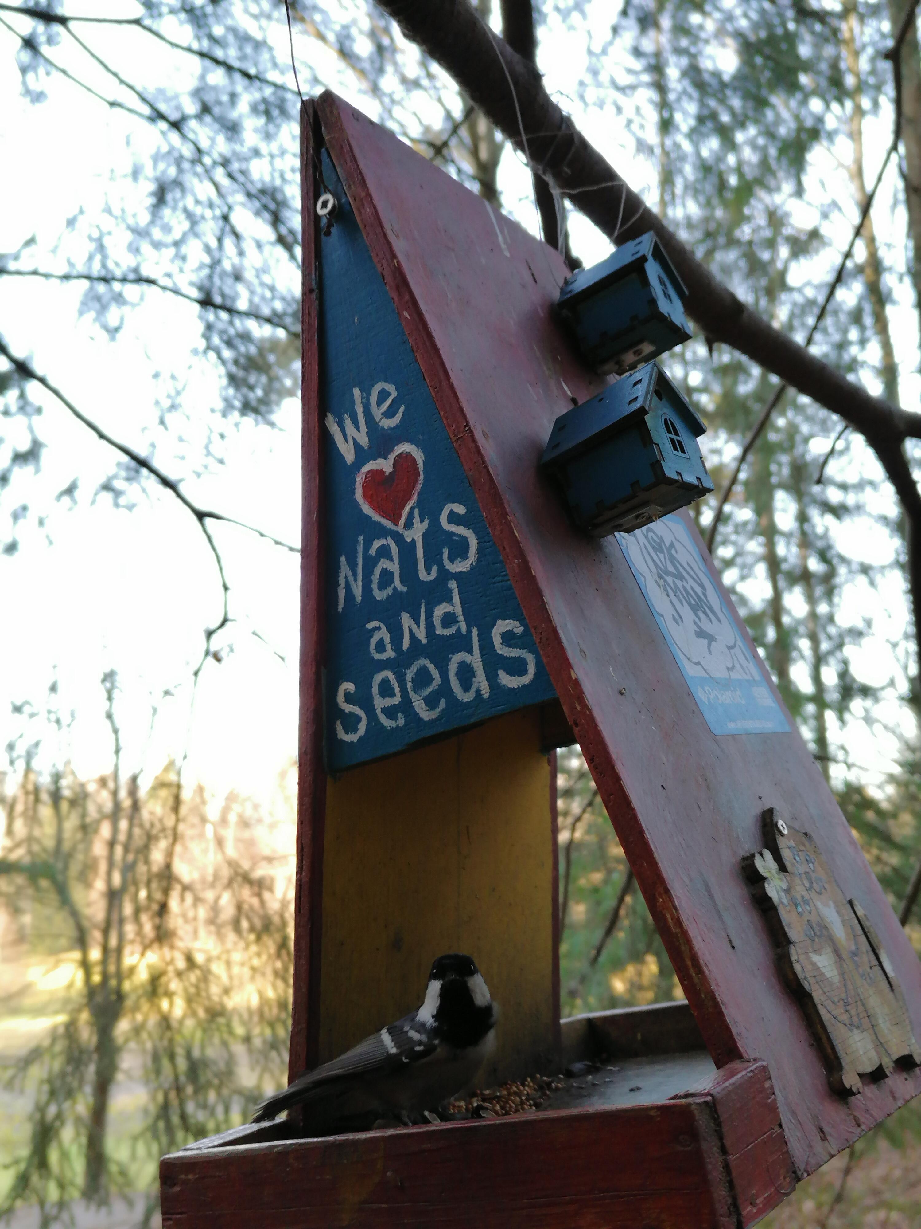 Синичка-иностранка