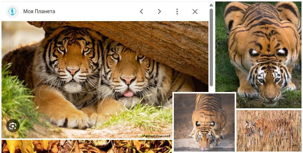 Я хочу быть полосатым...